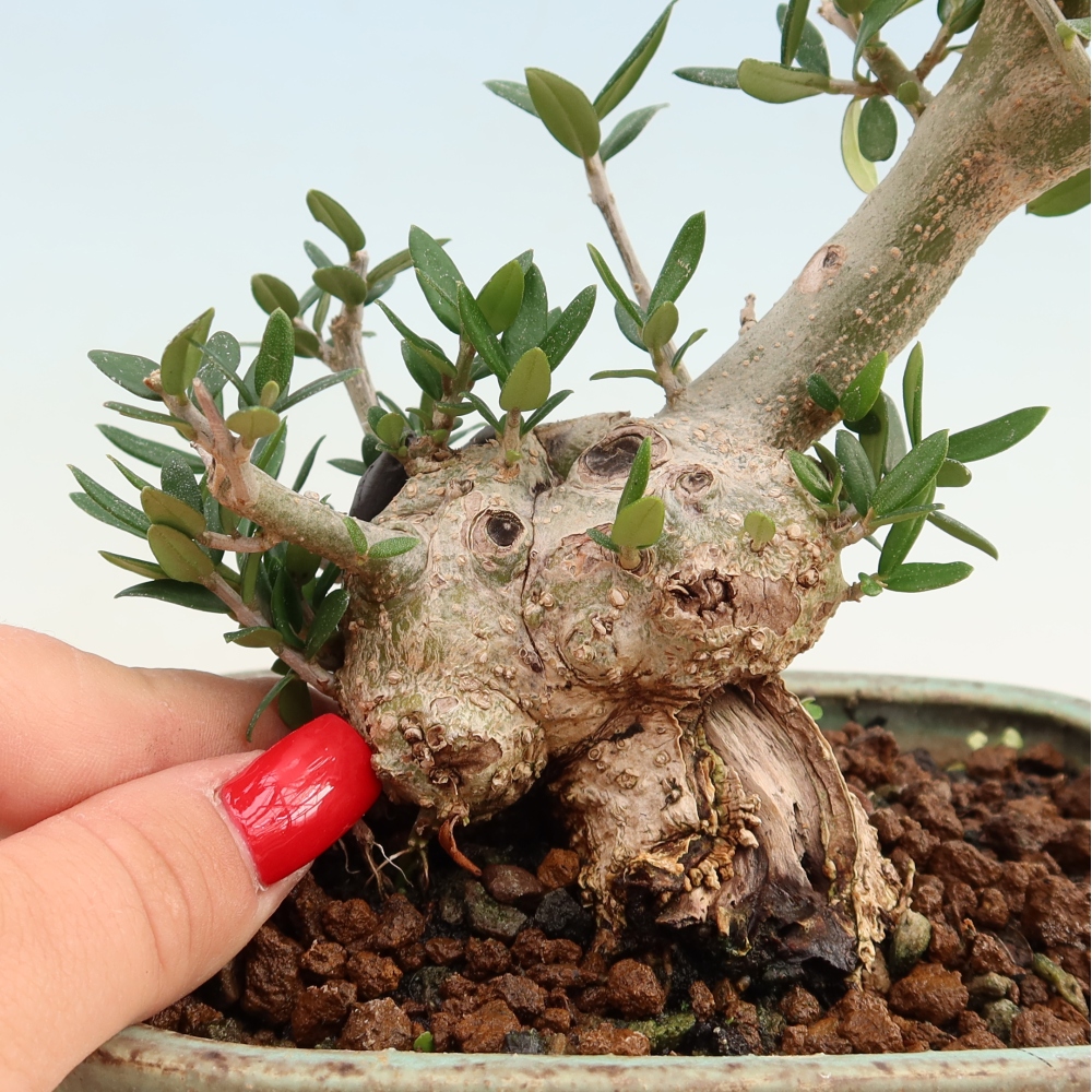 Bonsai voor binnen - Olea europaea sylvestris