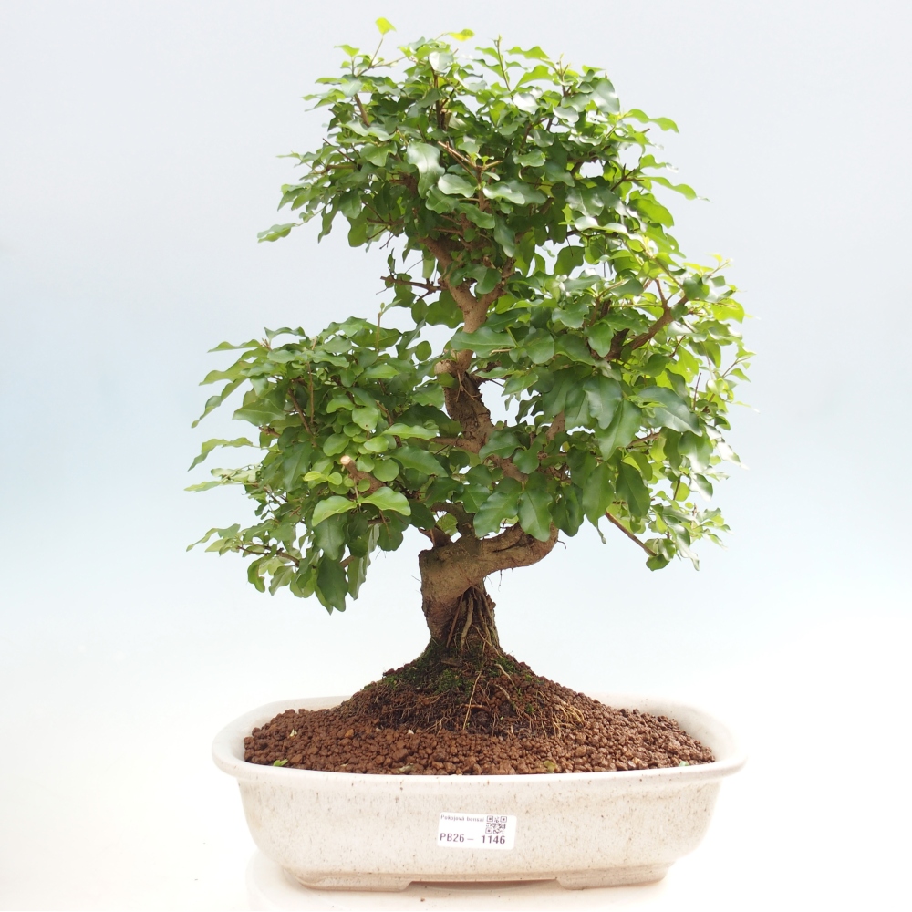 Kamerbonsai -Ligustrum chinensis - Vogelsnavel