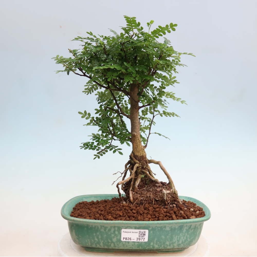 Kamerbonsai - Zantoxylum piperitum - peperboom