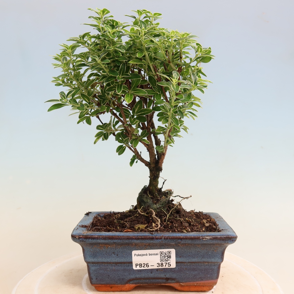 Kamerbonsai - Serissa foetida Variegata - Boom van duizend sterren