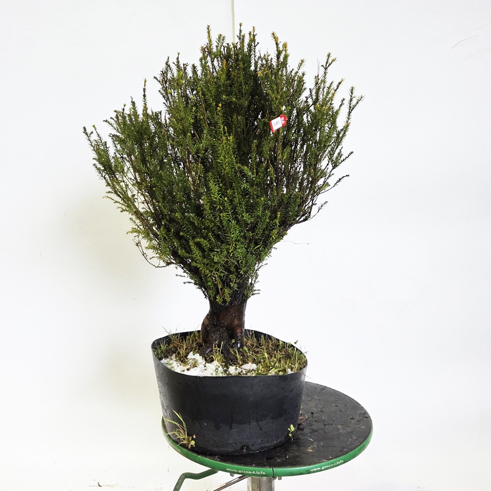 Japanse Taxus voor buitengebruik - Taxus cuspidata