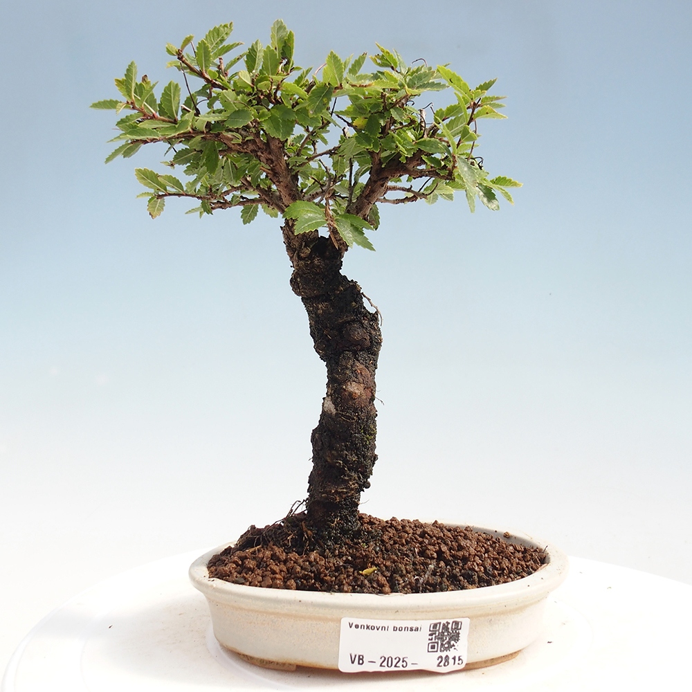 Bonsai voor buiten - Zelkova - Zelkova NIRE