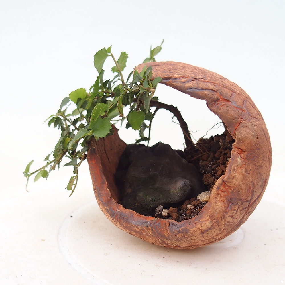 Kamerbonsai - Grewia sp. - Grewia malafolia