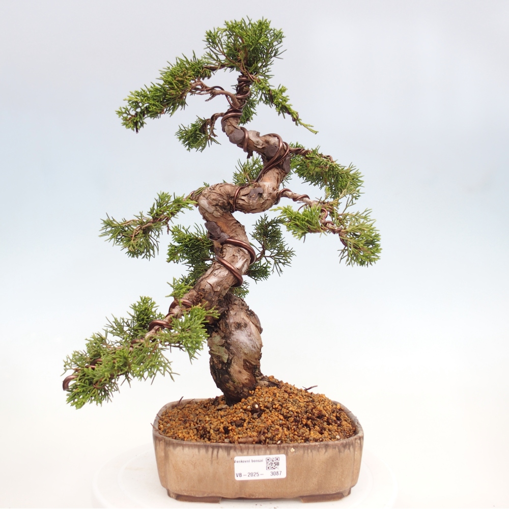 Bonsai voor buiten - Juniperus chinensis Itoigawa