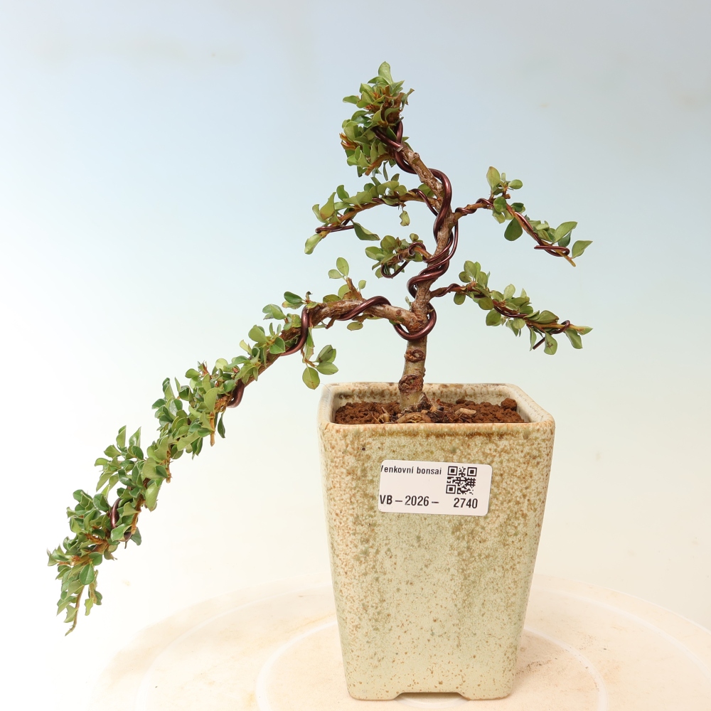 Bonsai voor buiten - Cotoneaster horizontalis - Rocky Mountain