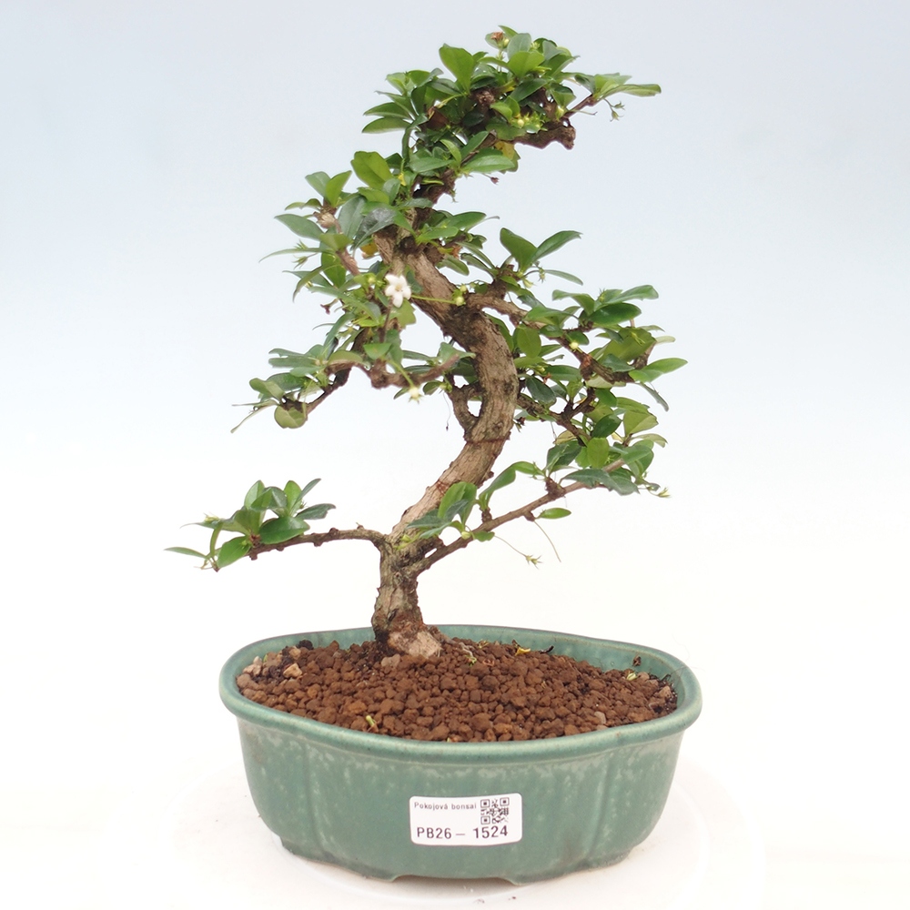 Kamerbonsai - Carmona macrophylla - Thee fuki