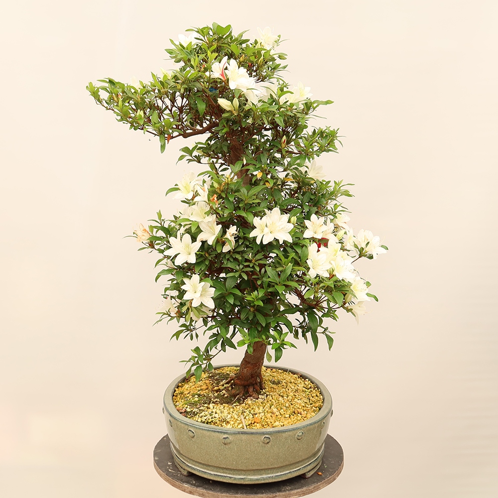 Bonsai voor buiten - Japanse azalea - Azalea CHIHIRO