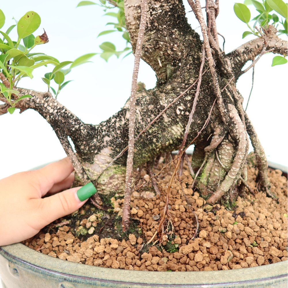 Kamerbonsai - Ficus kimmen - kleinbladige ficus