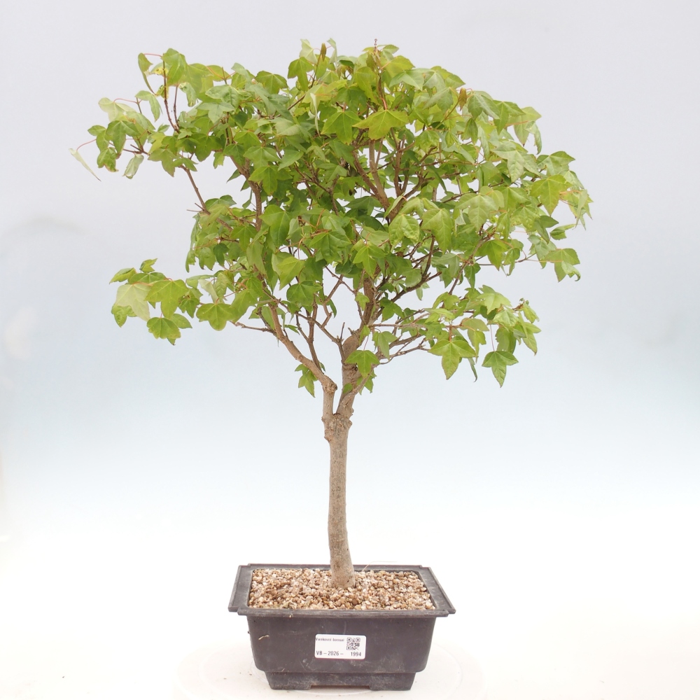 Bonsai voor buiten - Acer Buergerianum - Burgeresdoorn