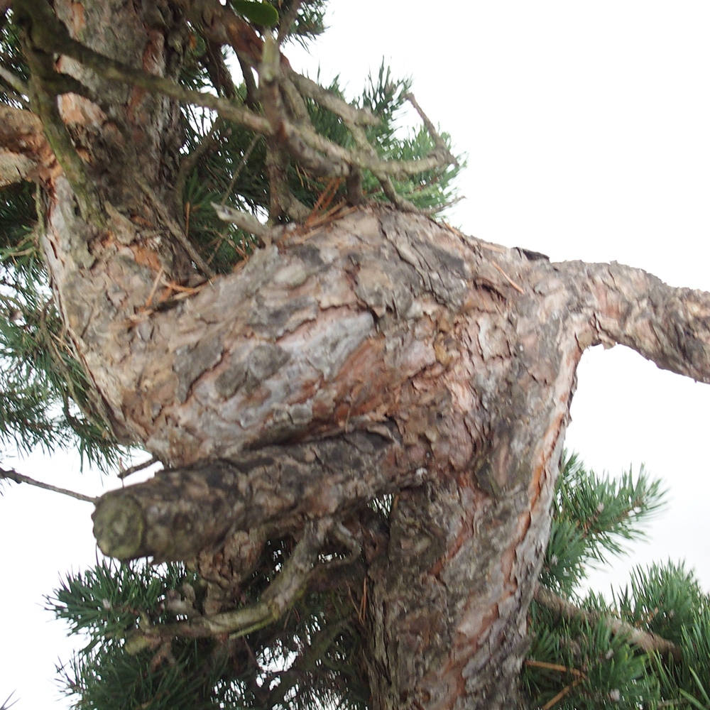 Yamadori - Pinus sylvestris Spanje