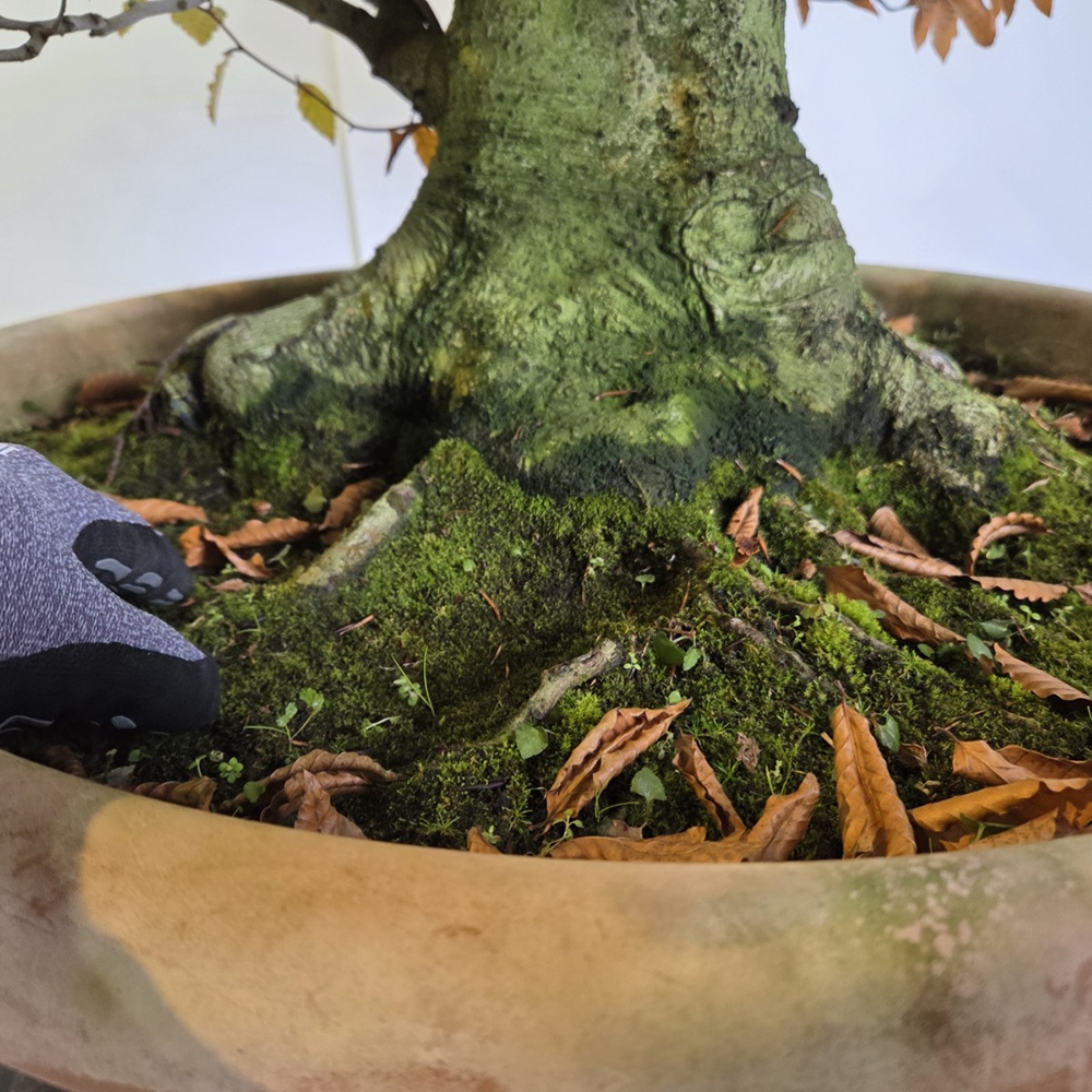 Bonsai voor buiten - Fagus crenata