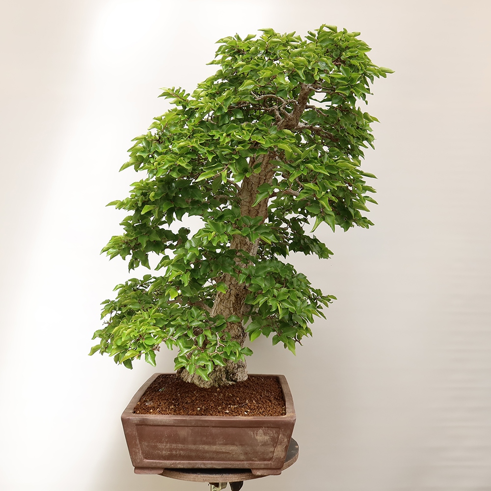 Bonsai voor buiten -Carpinus Coreana - Koreaanse haagbeuk