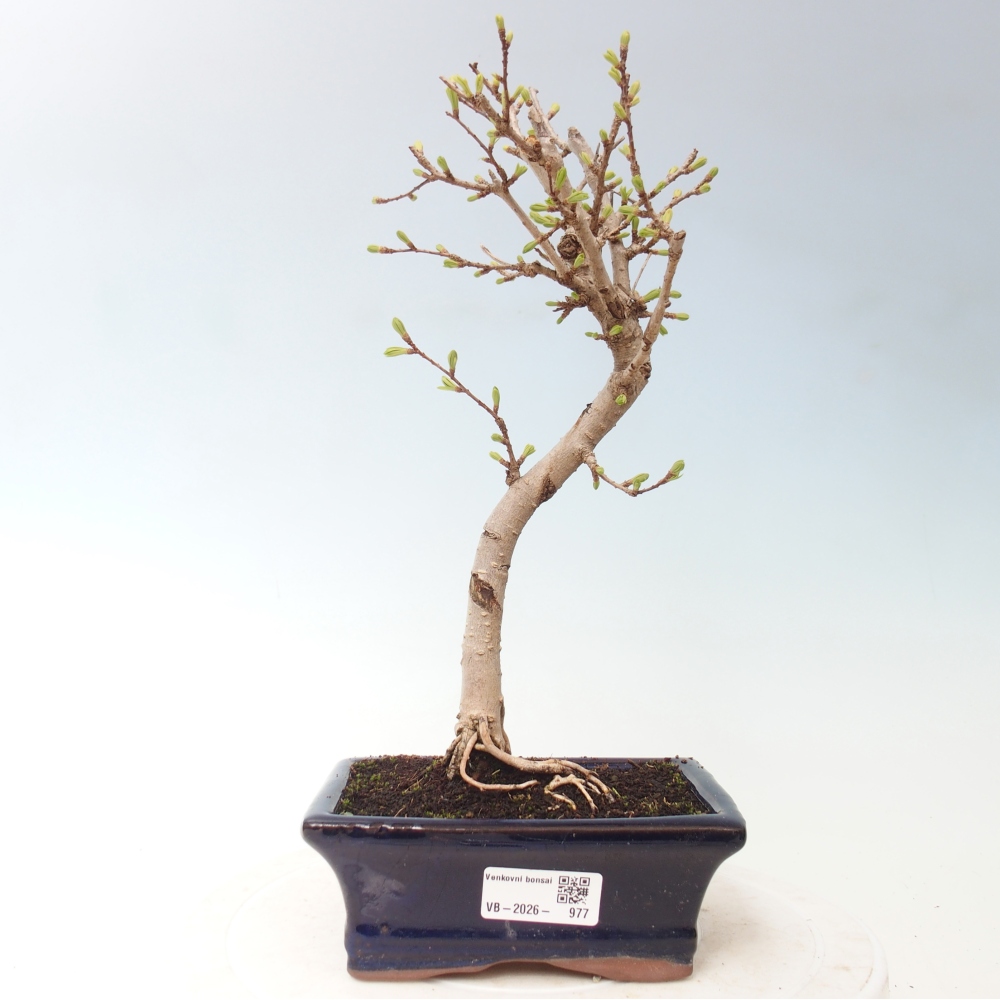 Bonsai voor buiten -Pseudolarix amabis-Pseudolarix amabis