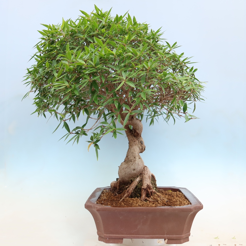 Kamerbonsai - Ficus nerifolia - kleinbladige ficus