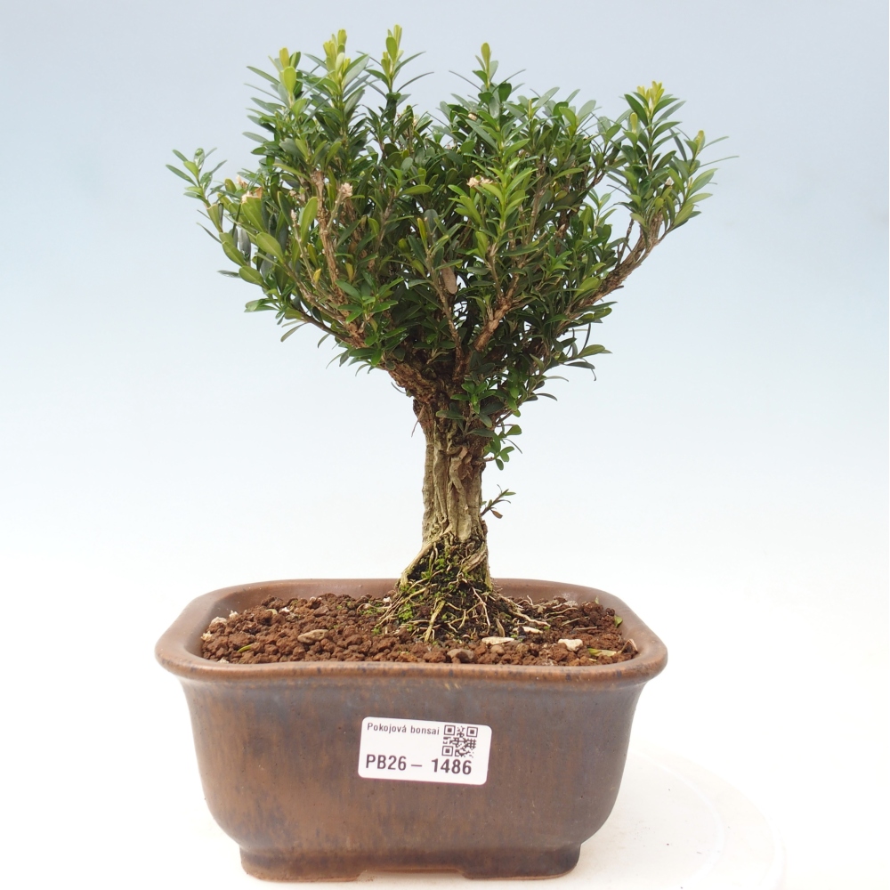 Kamerbonsai - Buxus harlandii - kurk buxus