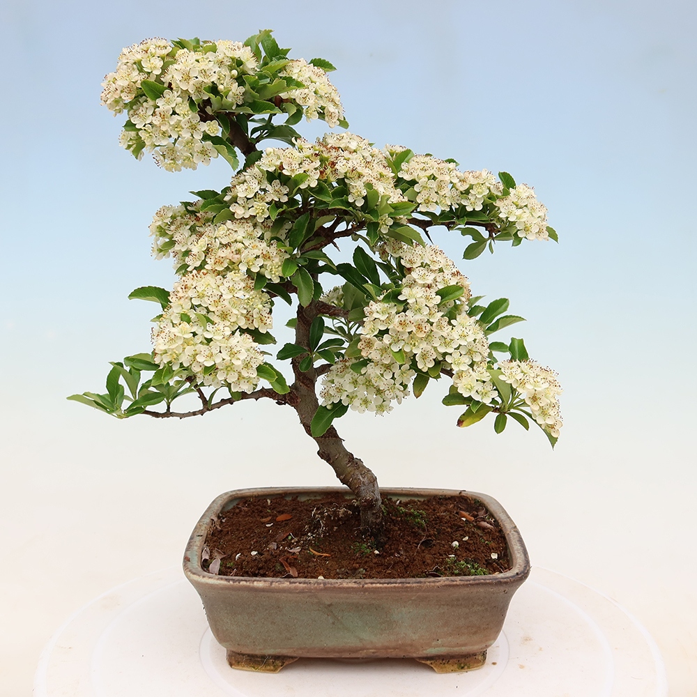 Buitenbonsai - Pyracantha teton - Vuurdoorn