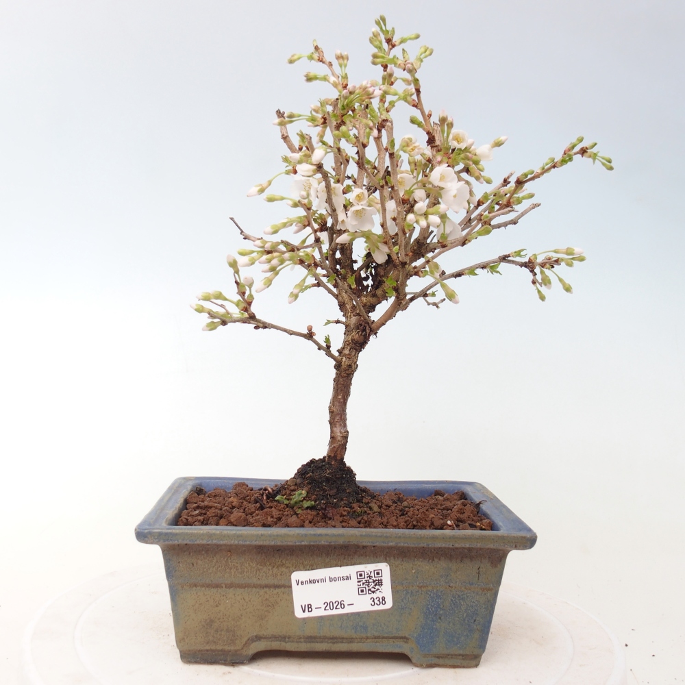 Bonsai voor buiten - Prunus incisa Kojou-no mai-Plivon uitgesneden