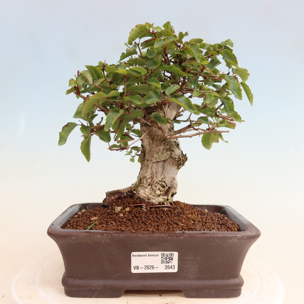 Bonsai voor buiten -Carpinus CARPINOIDES - Koreaanse haagbeuk