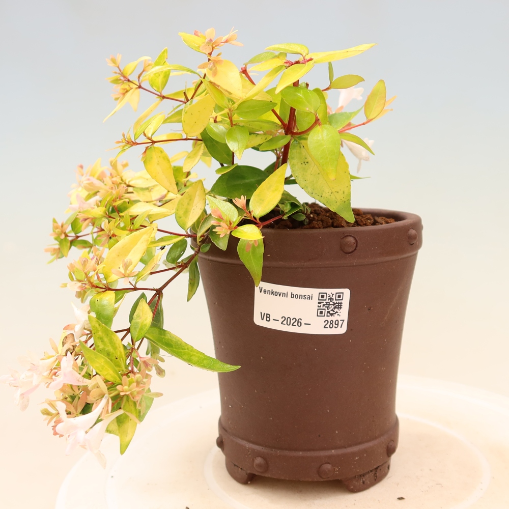 Buitenbonsai - Abelia gr. Kleidoscope - Grootbloemige abelia