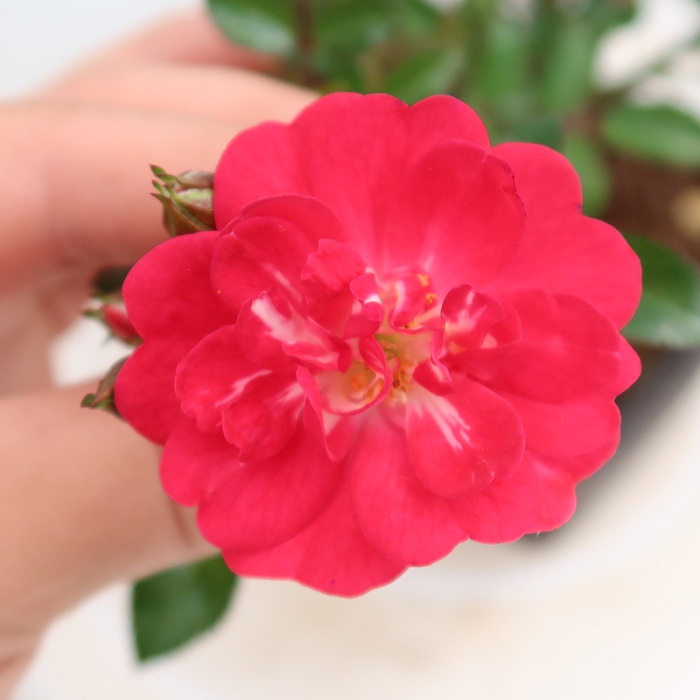 Bonsai voor buiten - Rosa Kordes - roos