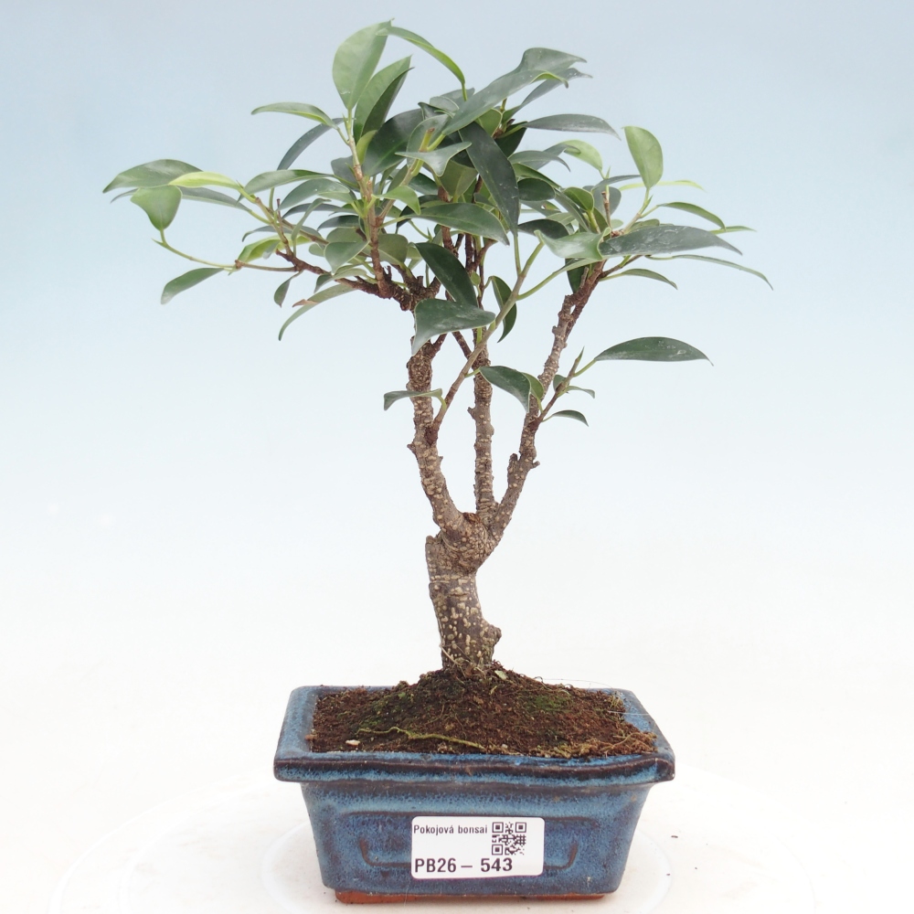 Kamer bonsai Ficus retusa kimmen