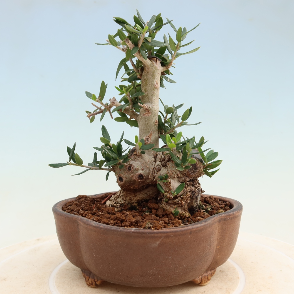 Bonsai voor binnen - Olea europaea sylvestris