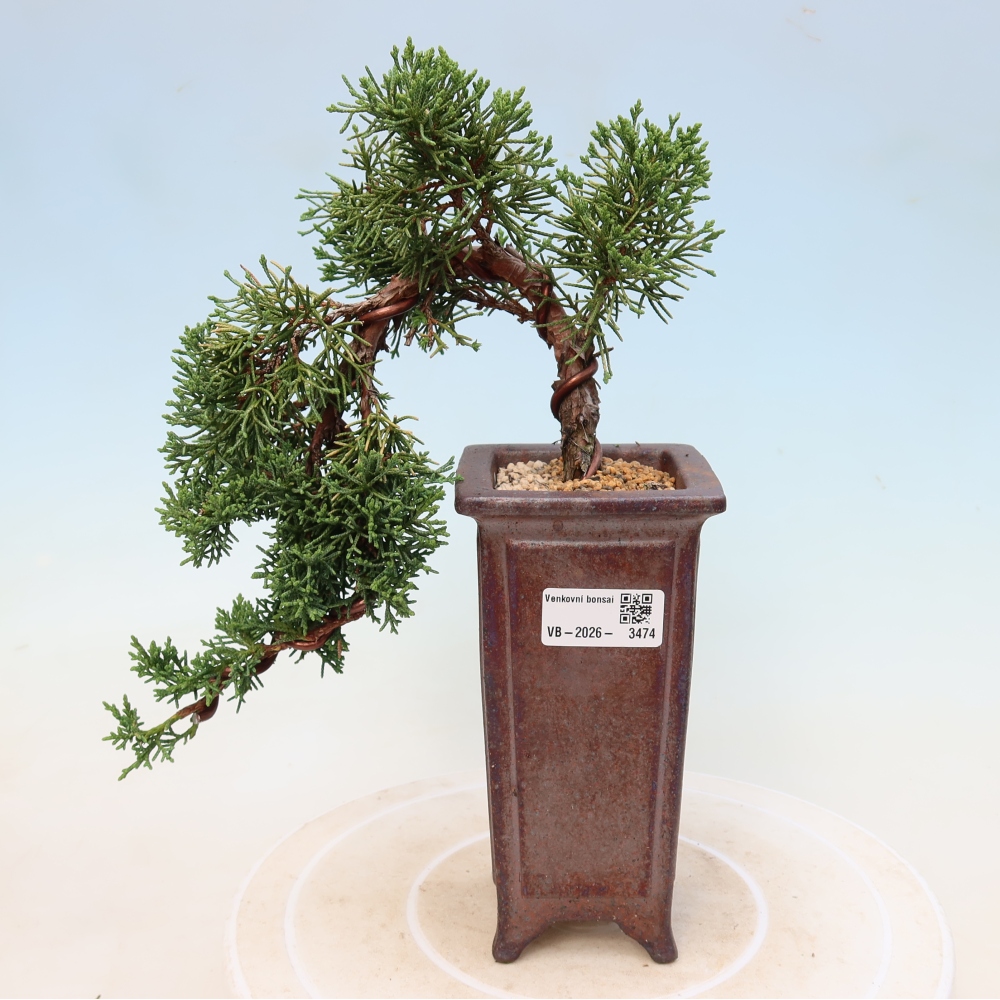 Bonsai voor buiten - Juniperus chinensis Kishu