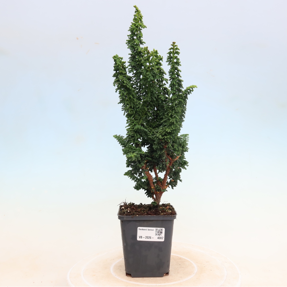 Bonsai voor buiten - Cham. obtusa SEKKA HINOKI - Cipres
