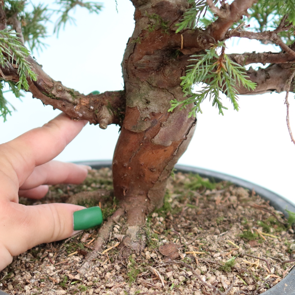 Bonsai voor buiten - Juniperus chinensis Itoigawa-Juniperus chinensis
