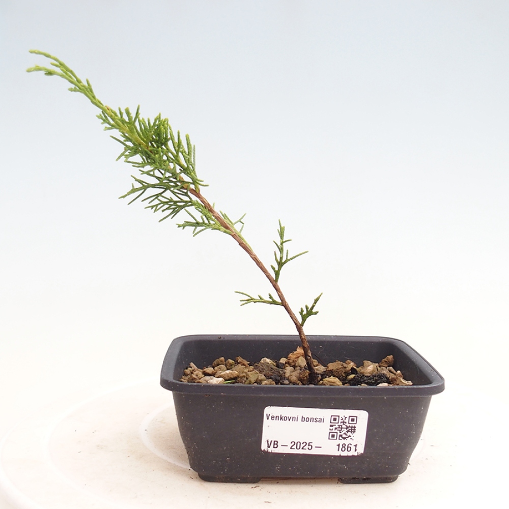 Bonsai voor buiten - Juniperus chinensis Itoigawa