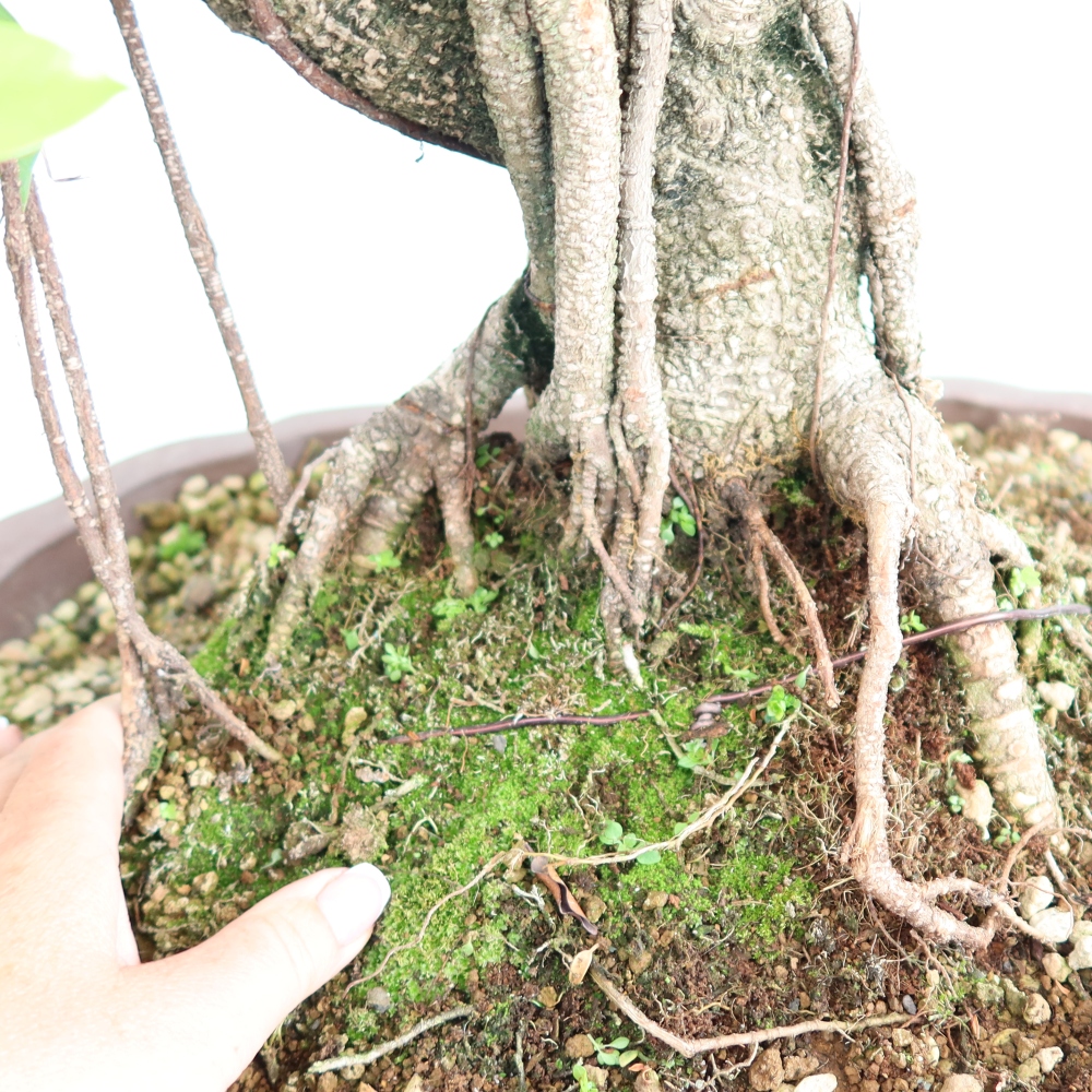 Kamerbonsai - Ficus kimmen - kleinbladige ficus