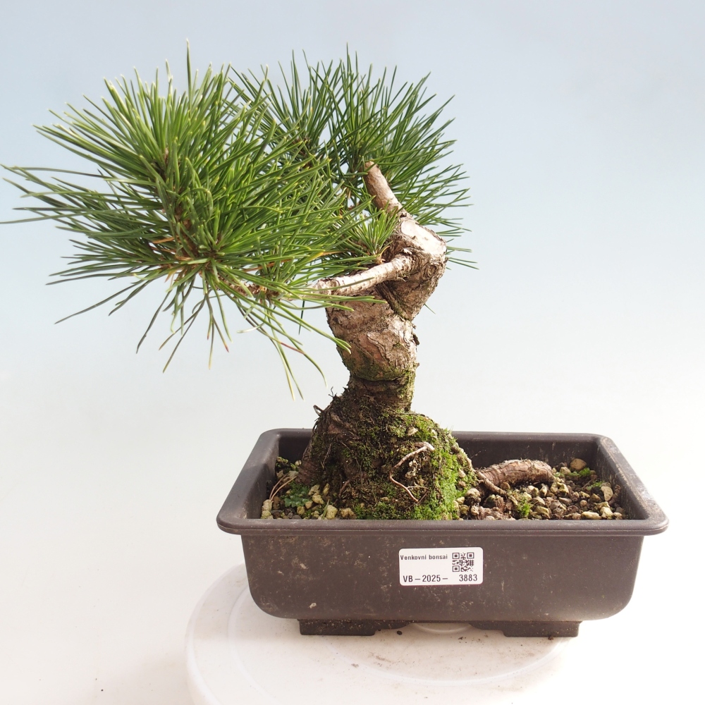 Bonsai voor buiten - Pinus thunbergii - Thunberg den