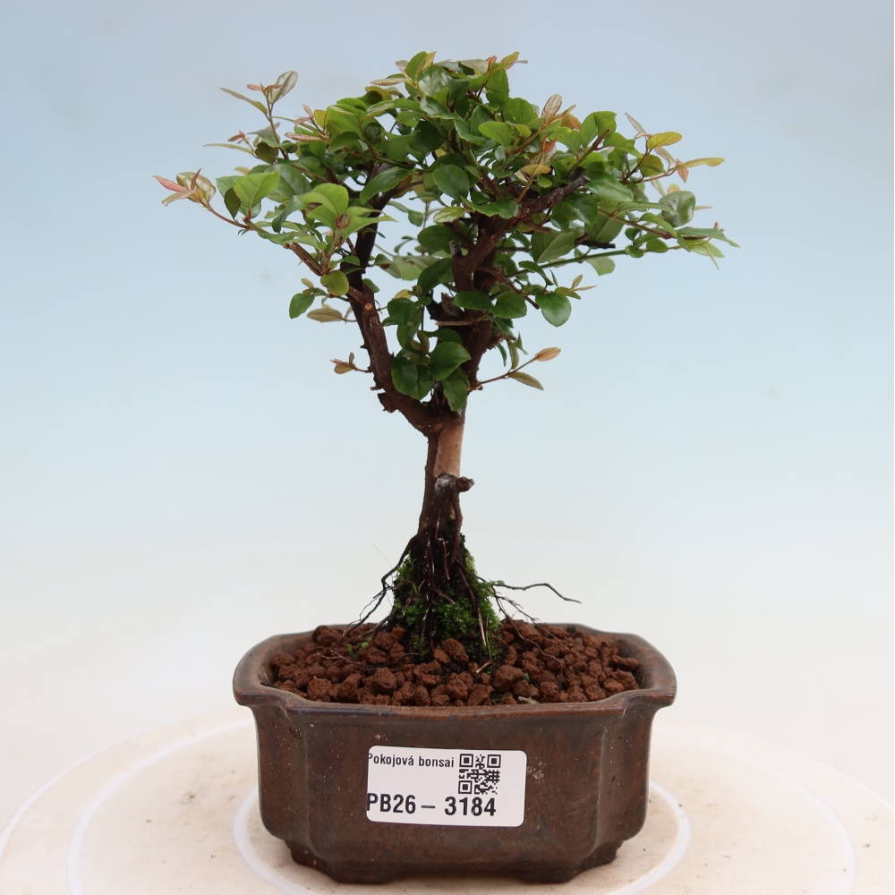 Kamerbonsai - Sageretia thea - Sageretia thea
