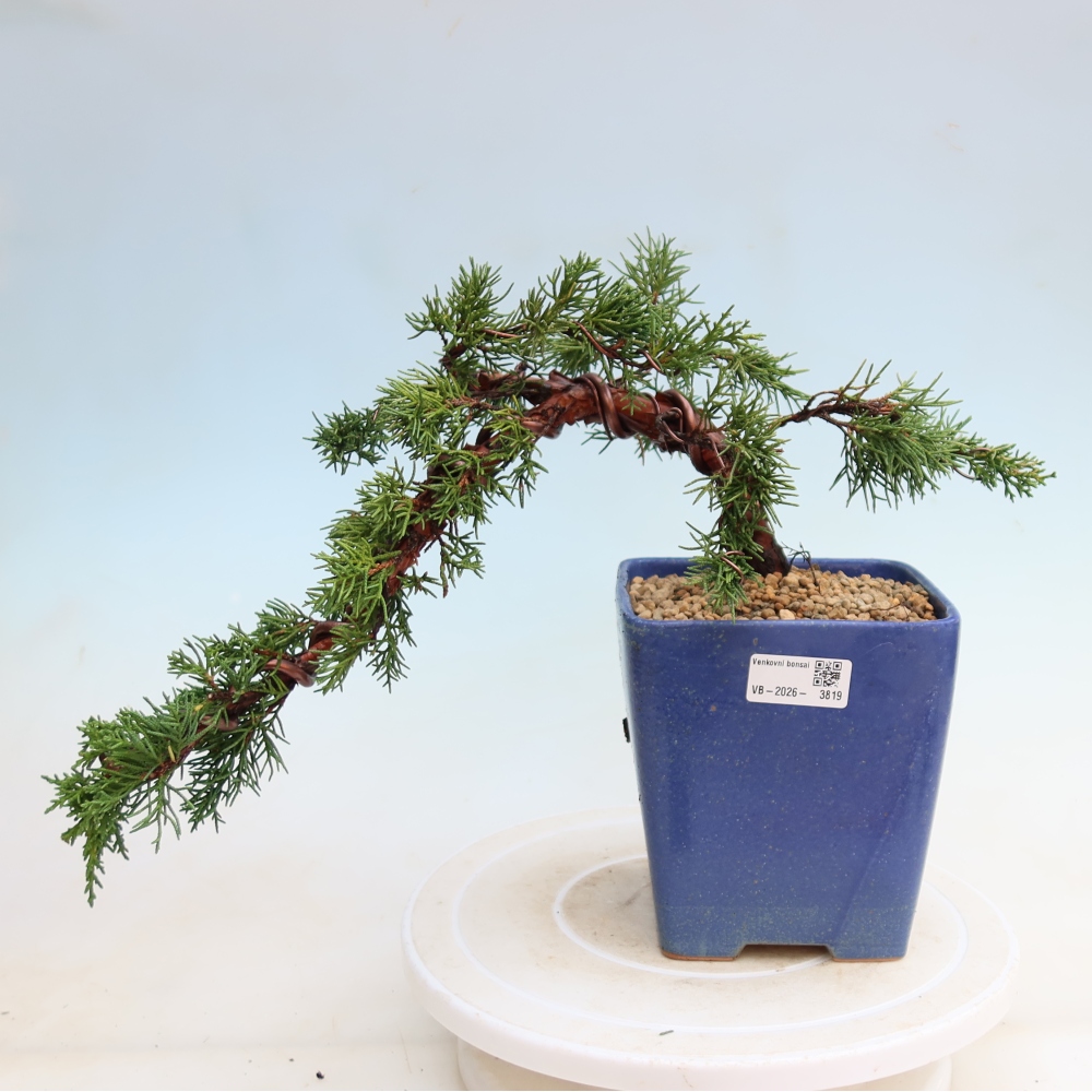 Bonsai voor buiten - Juniperus chinensis Kishu