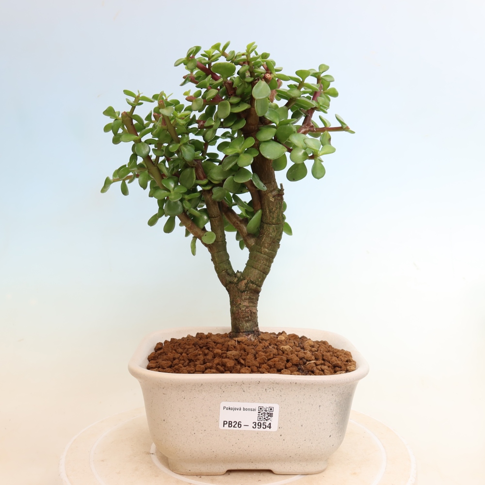 Kamerbonsai - Portulakaria Afra - Tlustice