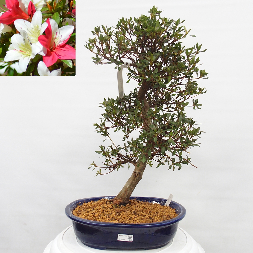 Bonsai voor buiten - Japanse azalea - Azalea CHIHIRO