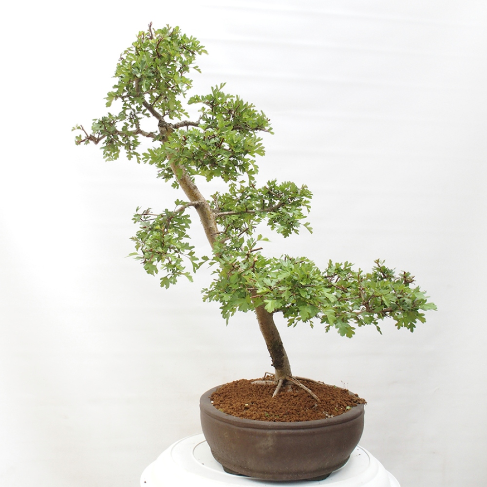 Bonsai voor buiten - Meidoorn - Crataegus monogyna