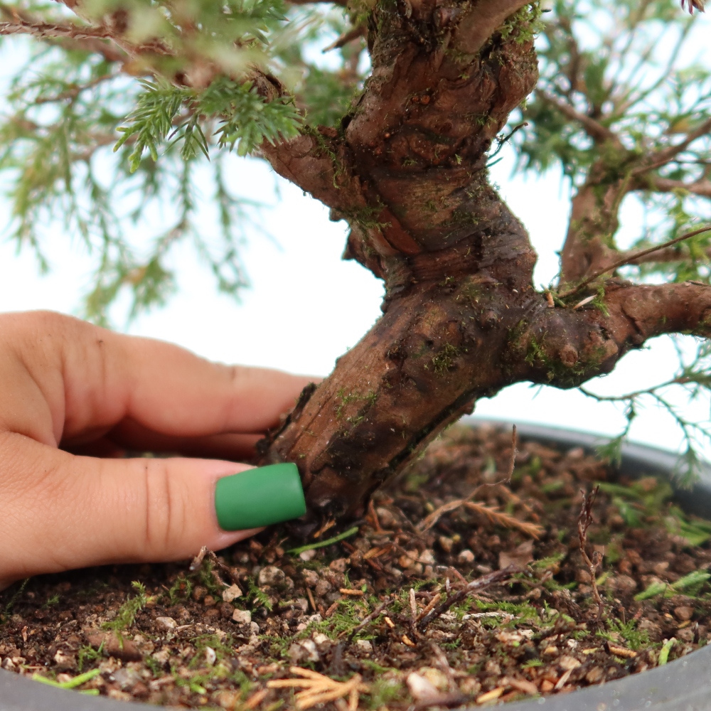 Bonsai voor buiten - Juniperus chinensis Itoigawa-Juniperus chinensis