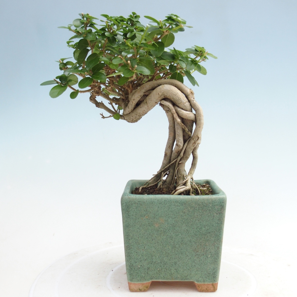 Bonsai voor binnen - Premna serratifolia - Kozlovna malolista