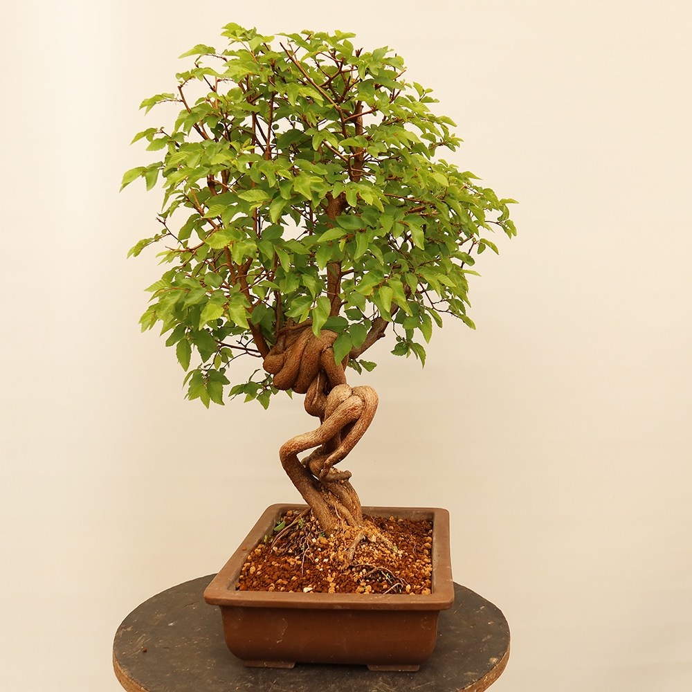 Bonsai voor buiten -Carpinus Coreana - Koreaanse haagbeuk