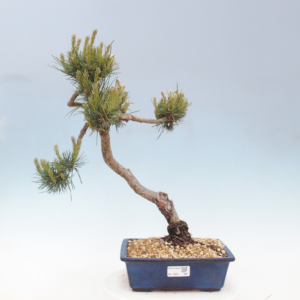 Bonsai voor buiten - Pinus Sylvestris Watererri - grove den