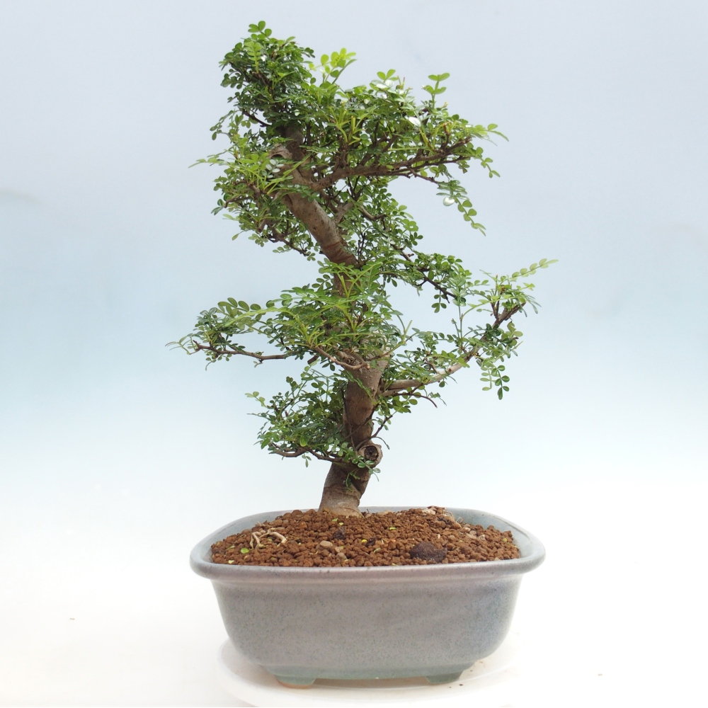 Kamerbonsai - Zantoxylum piperitum - peperboom