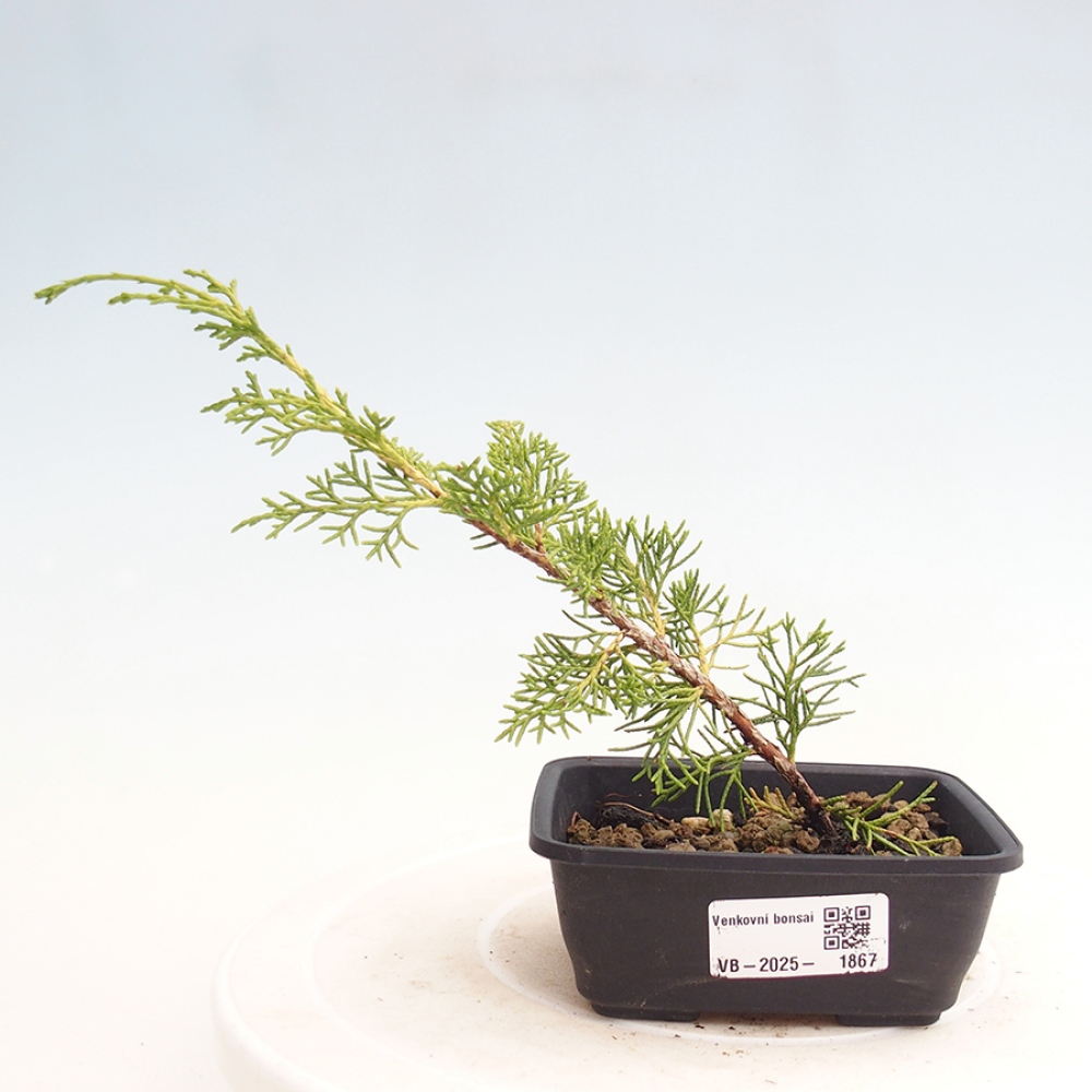 Bonsai voor buiten - Juniperus chinensis Itoigawa