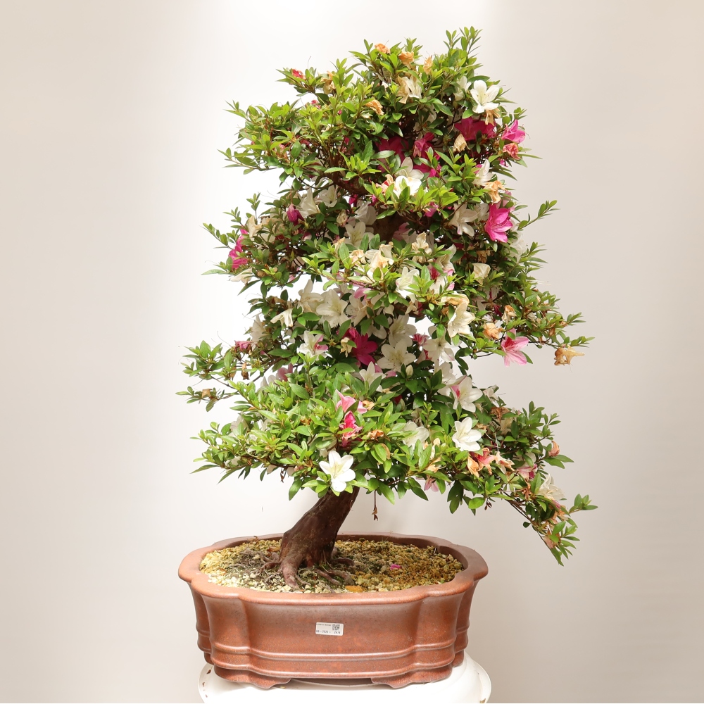 Bonsai voor buiten - Japanse Azalea - Azalea Shunen