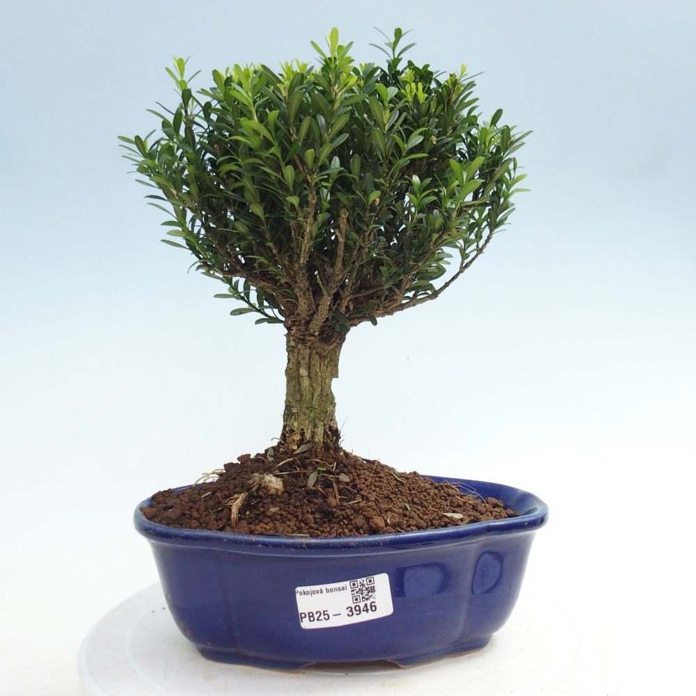 Kamerbonsai - Buxus harlandii - kurk buxus