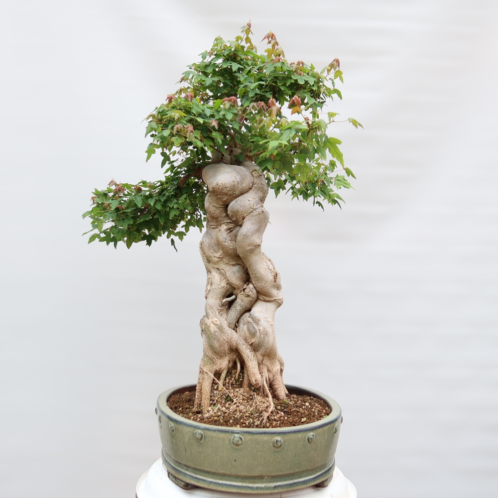 Bonsai voor buiten - Esdoorn Burger - Acer Burgerianum