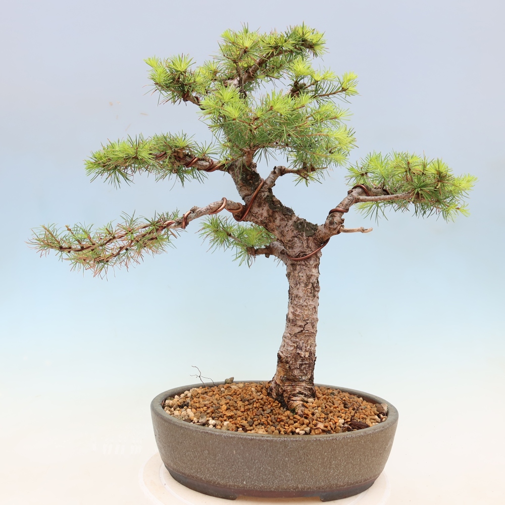 Bonsai voor buiten -Larix decidua - Lariks