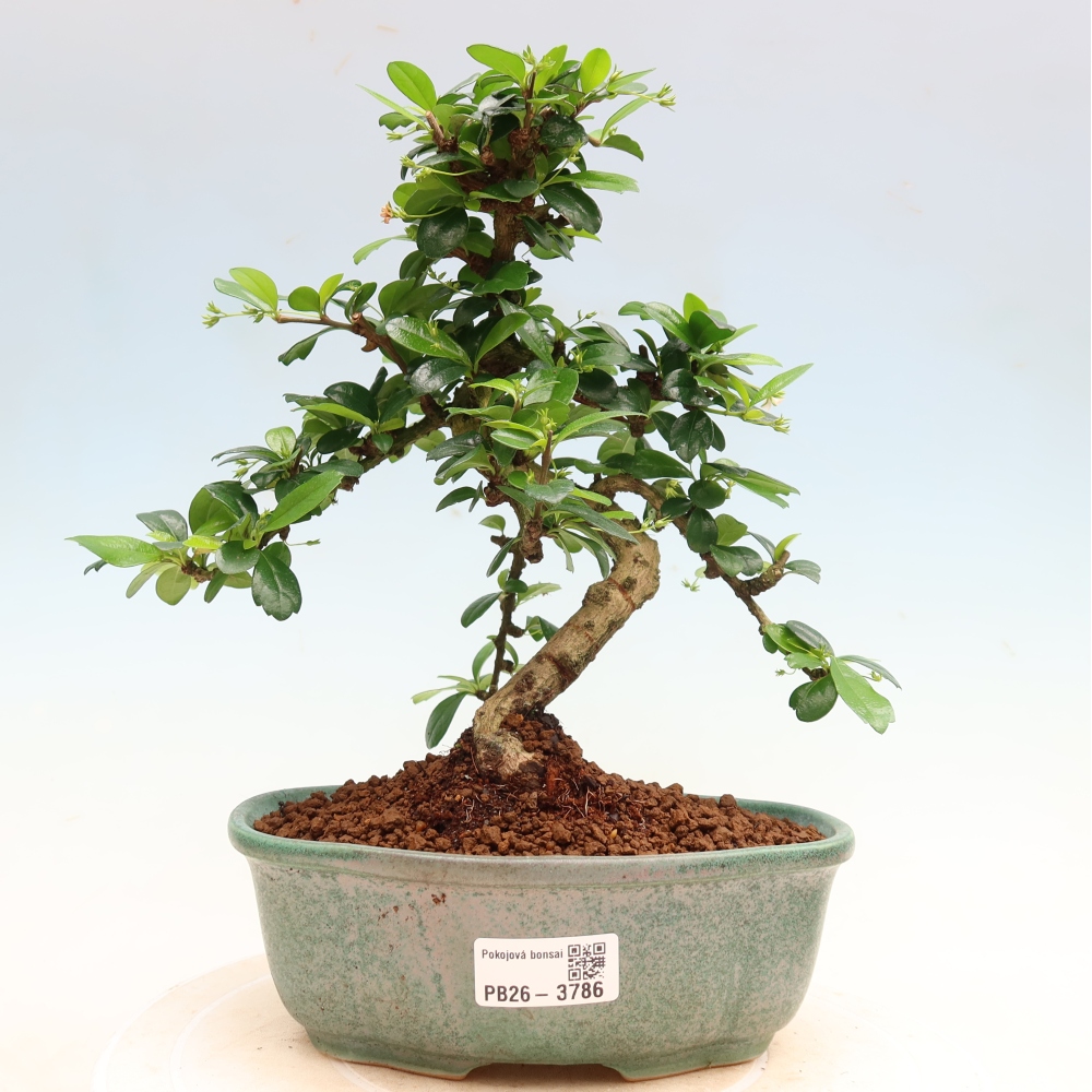 Kamerbonsai - Carmona macrophylla - Thee fuki