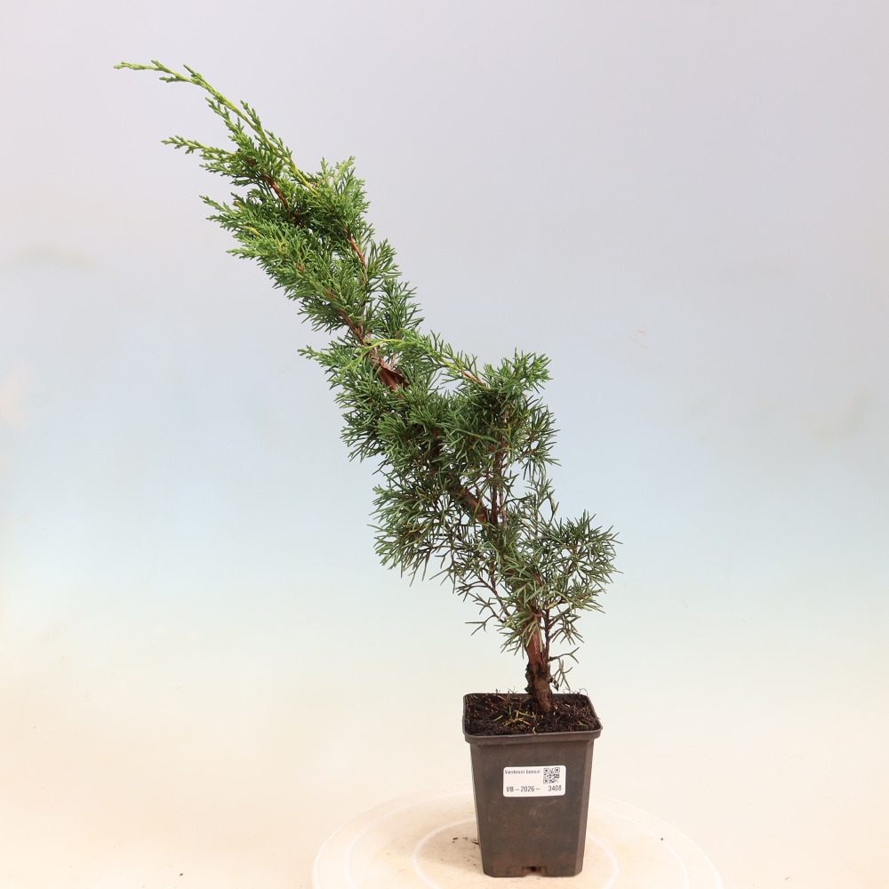 Bonsai voor buiten - Juniperus chinensis Kishu