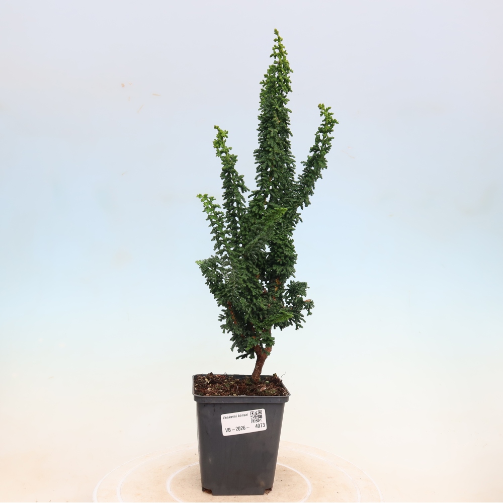 Bonsai voor buiten - Cham. obtusa SEKKA HINOKI - Cipres